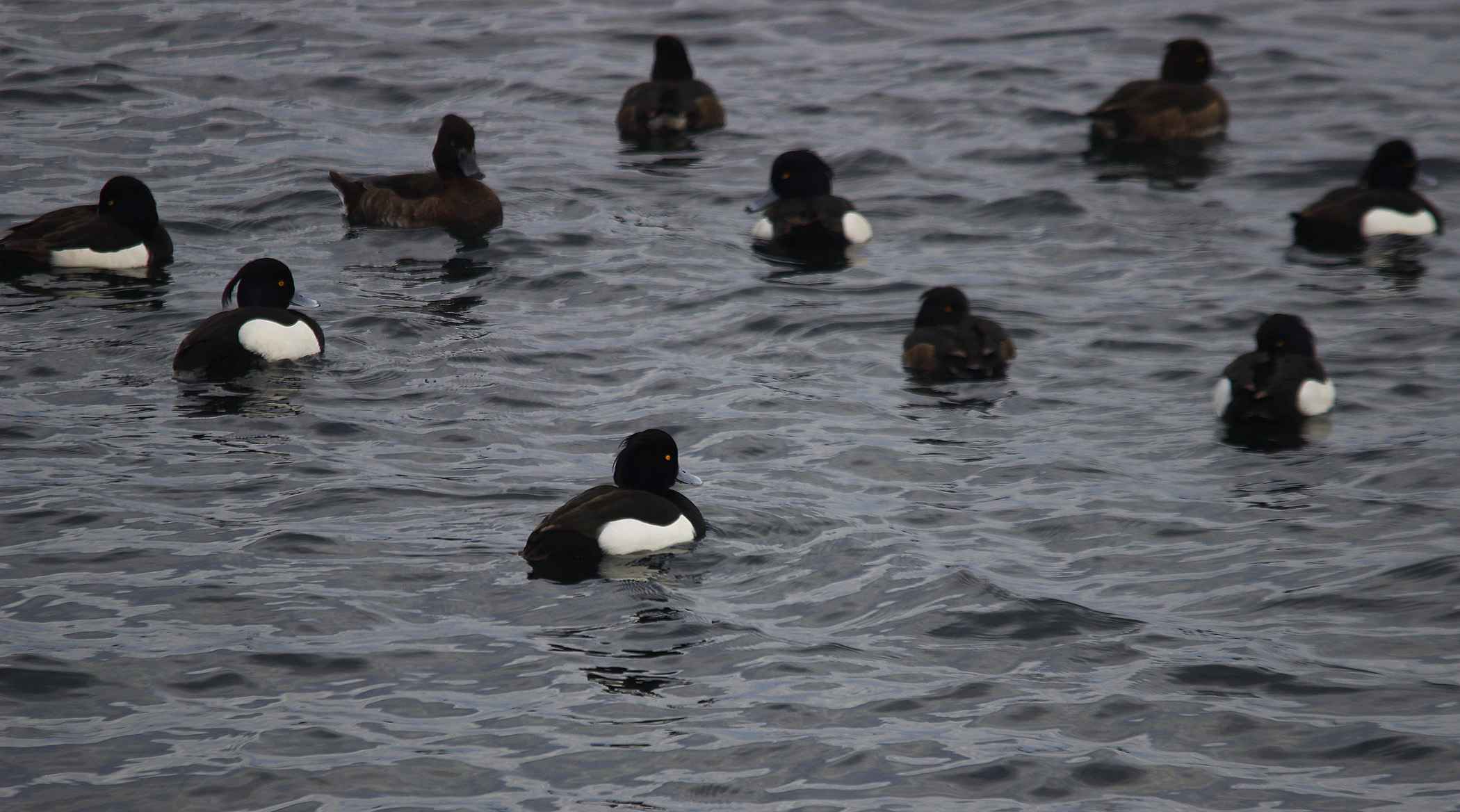 Greater Scaup